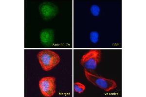 ABIN184562 Immunofluorescence analysis of paraformaldehyde fixed U2OS cells, permeabilized with 0. (BCL7A anticorps  (C-Term))