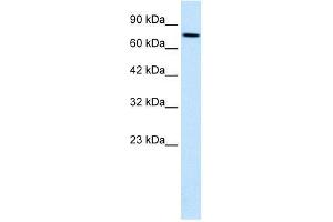 Human HepG2; WB Suggested Anti-WHSC1 Antibody Titration: 0. (WHSC1 anticorps  (N-Term))