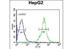 FGG Antibody (N-term) (ABIN391493 and ABIN2841460) flow cytometric analysis of HepG2 cells (right histogram) compared to a negative control cell (left histogram). (FGG anticorps  (N-Term))