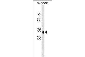 Mouse Sbk2 Antibody (C-term) (ABIN1537073 and ABIN2848942) western blot analysis in mouse heart tissue lysates (35 μg/lane). (Sbk2 anticorps  (C-Term))