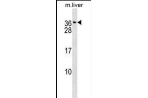 CACNG1 Antibody (C-term) (ABIN1536726 and ABIN2838274) western blot analysis in mouse liver tissue lysates (35 μg/lane). (CACNG1 anticorps  (C-Term))