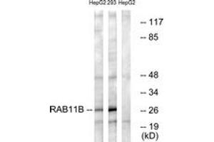 Western blot analysis of extracts from HepG2/293 cells, using RAB11B Antibody. (RAB11B anticorps  (AA 164-213))