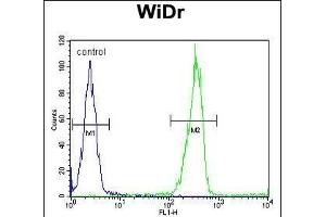 anti-Lectin, Galactoside-Binding, Soluble, 2 (LGALS2) (AA 85-111) antibody