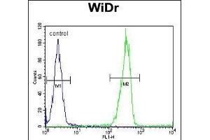 LGALS2 Antibody (Center) (ABIN652689 and ABIN2842460) flow cytometric analysis of WiDr cells (right histogram) compared to a negative control cell (left histogram). (Galectin 2 anticorps  (AA 85-111))