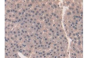 Detection of MK in Mouse Liver Tissue using Polyclonal Antibody to Midkine (MK) (Midkine anticorps  (AA 22-140))