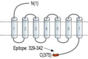 Representative domain view of the target of ABIN7043144. (Mesothelin anticorps  (C-Term, Intracellular))