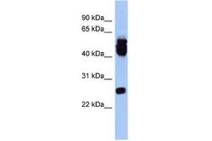 Image no. 1 for anti-ES cell expressed Ras (ERAS) (AA 143-192) antibody (ABIN6743888)