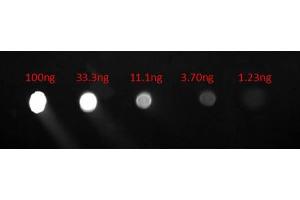 Dot Blot of Goat anti-Human IgG F(c) Fluorescein Conjugated Antibody. (Chèvre anti-Humain IgG (Fc Region) Anticorps (FITC) - Preadsorbed)
