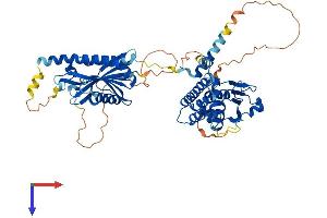 AlphaFold protein structure predicition of Human Recombinant FLCN Protein, UniprotID Q8NFG4