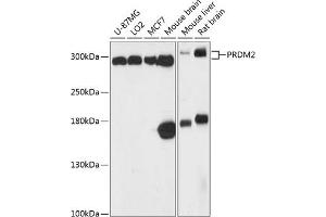 Western blot analysis of extracts of various cell lines, using PRDM2 antibody (ABIN6133729, ABIN6146141, ABIN6146143 and ABIN6217047) at 1:3000 dilution. (PRDM2 anticorps  (AA 50-150))
