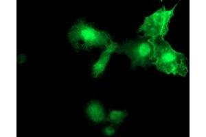 Immunofluorescence (IF) image for anti-Mesoderm Induction Early Response 1, Family Member 2 (MIER2) (AA 1-296) antibody (ABIN1490703) (MIER2 anticorps  (AA 1-296))
