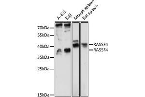 Western blot analysis of extracts of various cell lines, using R antibody (ABIN7269861) at 1:1000 dilution. (RASSF4 anticorps  (AA 1-160))