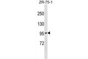 Western Blotting (WB) image for anti-N-Deacetylase/N-Sulfotransferase (Heparan Glucosaminyl) 4 (NDST4) antibody (ABIN2999949) (NDST4 anticorps)