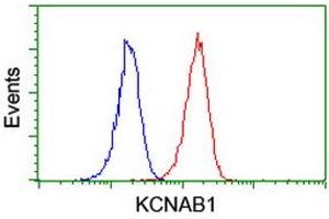 Image no. 2 for anti-Potassium Voltage-Gated Channel, Shaker-Related Subfamily, beta Member 1 (KCNAB1) antibody (ABIN1498996) (KCNAB1 anticorps)
