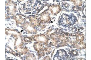 Image no. 1 for anti-Regulator of G-Protein Signaling 20 (RGS20) (AA 127-176) antibody (ABIN202110)