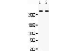 Anti- ITPR3 Picoband antibody, Western blotting All lanes: Anti ITPR3  at 0. (ITPR3 anticorps  (N-Term))