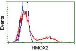 HEK293T cells transfected with either RC201777 overexpress plasmid (Red) or empty vector control plasmid (Blue) were immunostained by anti-HMOX2 antibody (ABIN2455216), and then analyzed by flow cytometry. (HMOX2 anticorps)