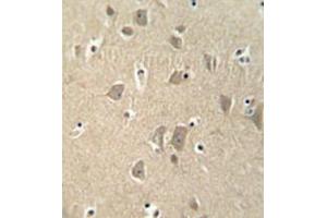 anti-MGC48628 (AA 787-816), (C-Term) antibody