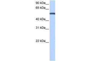 Western Blotting (WB) image for anti-Lactamase, beta (LACTB) antibody (ABIN2463519) (LACTB anticorps)