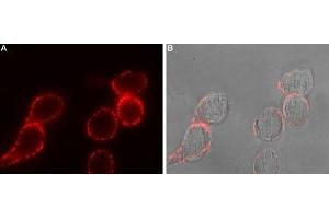 Expression of Adenylate cyclase type III in rat U-87 MG cells - Cell surface detection of Adenylate cyclase type III in intact living rat U-87 MG cells.