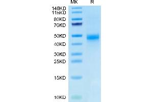 Biotinylated Human CTGF on Tris-Bis PAGE under reduced condition.