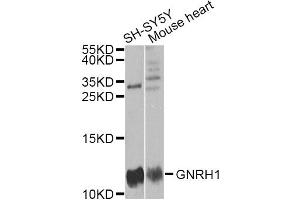 Western blot analysis of extracts of various cell lines, using GNRH1 antibody (ABIN1876826) at 1:1000 dilution. (GNRH1 anticorps)