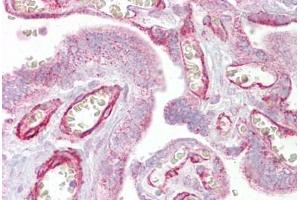 Anti-GRHL3 antibody IHC staining of human placenta. (GRHL3 anticorps  (AA 431-480))