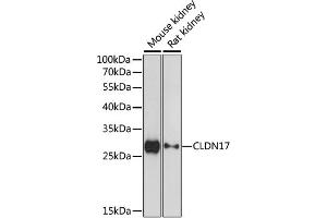 Western blot analysis of extracts of various cell lines, using CLDN17 antibody (ABIN6290242) at 1:1000 dilution. (Claudin 17 anticorps)