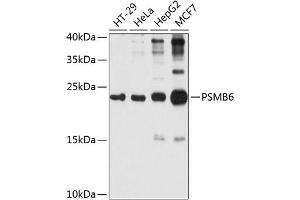 Western blot analysis of extracts of various cell lines, using PSMB6 antibody (ABIN1682336, ABIN3018469, ABIN3018470 and ABIN6220475) at 1:1000 dilution.