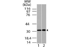 Image no. 1 for anti-Homeobox A9 (HOXA9) antibody (ABIN5027734) (HOXA9 anticorps)