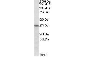 Image no. 1 for anti-Heme Oxygenase (Decycling) 2 (HMOX2) (Internal Region) antibody (ABIN401519) (HMOX2 anticorps  (Internal Region))