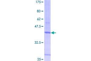 Image no. 1 for Programmed Cell Death 7 (PDCD7) (AA 1-110) protein (GST tag) (ABIN1314436)