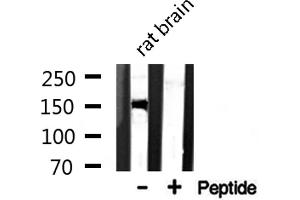 Western blot analysis of CAF1A expression in Rat brain lysate (CHAF1A anticorps  (Internal Region))