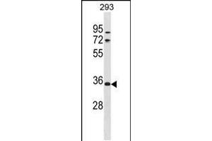 Western blot analysis in 293 cell line lysates (35ug/lane). (VSIG2 anticorps  (C-Term))