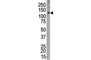 Western blot analysis of CSF1R antibody and human placenta. (CSF1R anticorps  (AA 940-971))