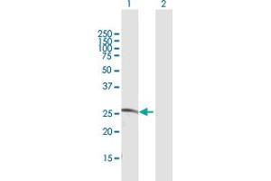 Western Blot analysis of CDC42EP2 expression in transfected 293T cell line by CDC42EP2 MaxPab polyclonal antibody. (CDC42EP2 anticorps  (AA 1-210))