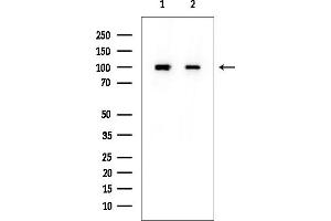 Western blot analysis of lysates from various samples, using Retinoblastoma Mouse Monoclonal Antibody at 1/1000 dilution.