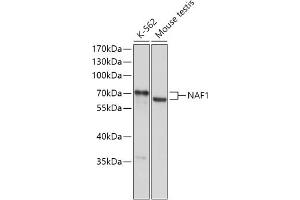 Western blot analysis of extracts of various cell lines, using N antibody (ABIN7269026) at 1:1000 dilution. (NAF1 anticorps  (AA 150-400))