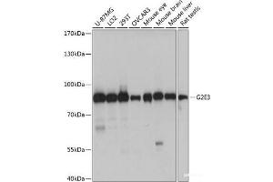 Western blot analysis of extracts of various cell lines using G2E3 Polyclonal Antibody at dilution of 1:1000. (G2E3 anticorps)