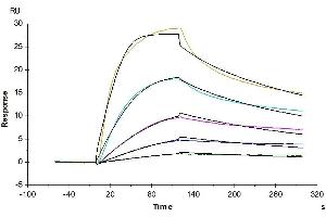 Mouse VLDLR, His Tag immobilized on CM5 Chip can bind Mouse PCSK9, His Tag with an affinity constant of 0.