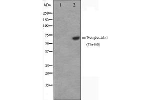 Western blot analysis of Akt1 phosphorylation expression in PDGF treated NIH-3T3 whole cell lysates,The lane on the left is treated with the antigen-specific peptide. (AKT1 anticorps  (pThr450))
