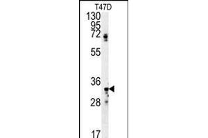SIAH2 Antibody (Center) (ABIN652059 and ABIN2840527) western blot analysis in T47D cell line lysates (35 μg/lane). (SIAH2 anticorps  (AA 216-244))