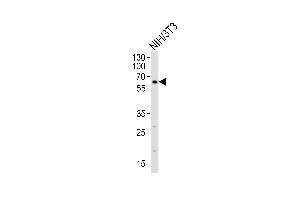 Western blot analysis of lysate from mouse NIH/3T3 cell line, using RYK Antibody  (ABIN392050 and ABIN2841818). (RYK anticorps  (AA 160-190))