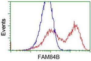 HEK293T cells transfected with either RC207996 overexpress plasmid (Red) or empty vector control plasmid (Blue) were immunostained by anti-FAM84B antibody (ABIN2453033), and then analyzed by flow cytometry. (FAM84B anticorps)