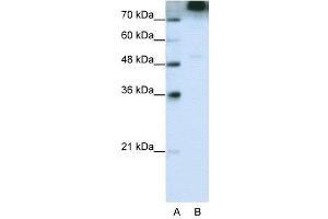 WB Suggested Anti-EIF3S9  Antibody Titration: 0. (EIF3B anticorps  (C-Term))