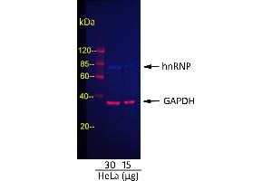 Western Blotting (WB) image for Rabbit anti-Goat IgG (Heavy & Light Chain) antibody (DyLight 680) - Preadsorbed (ABIN7447009)