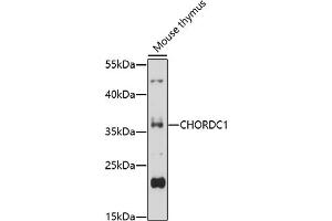 Western blot analysis of extracts of mouse thymus, using CHORDC1 antibody (ABIN7266619) at 1:1000 dilution. (CHORDC1 anticorps  (AA 60-160))