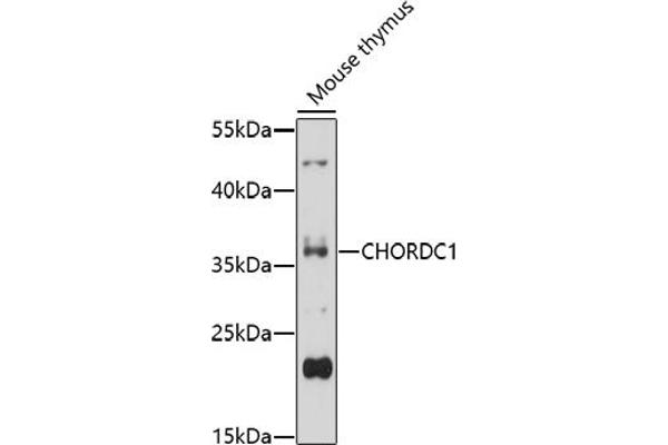 CHORDC1 Antikörper  (AA 60-160)