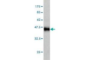 Western Blot detection against Immunogen (36.