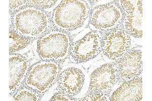 ABIN6259171 and ABIN6275708 at 1/100 staining Rat testis tissue by IHC-P. (RAD51C anticorps  (Internal Region))